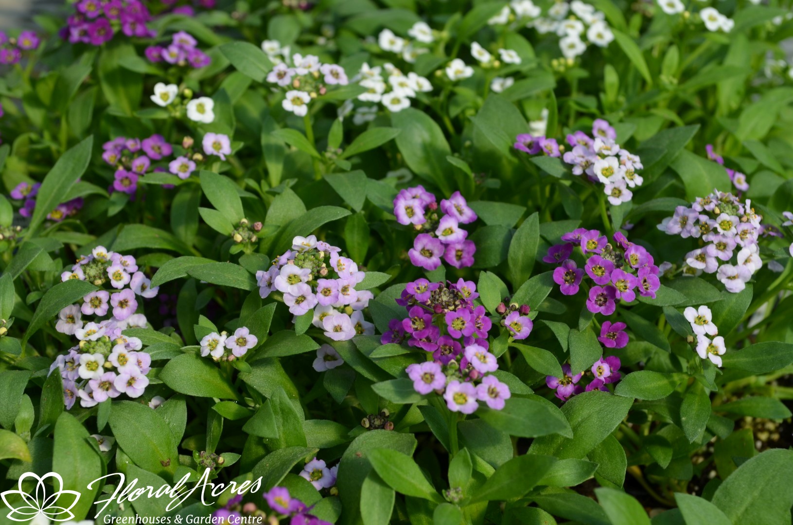 Alyssum Clear Crystal Mix Floral Acres